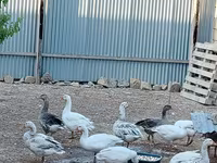 Geese — foto 3