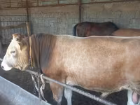 ثور, Swiss cattle — الصورة 1