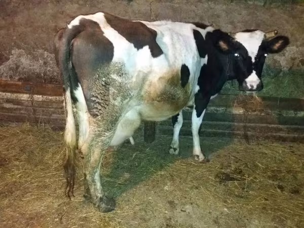 Sigir, Russian Black pied cattle
