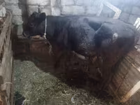 Vaca, Simmental cattle — foto 4