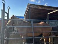 Caballo, Caballos — foto 4