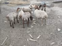 Ram, Sheep — photo 1