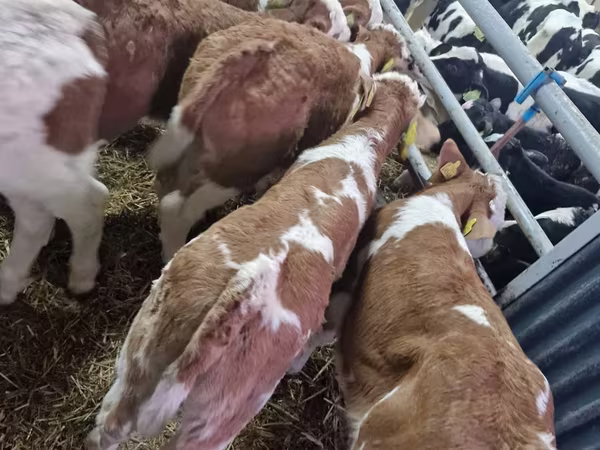 ثور, Simmental cattle