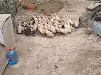 German Pekin — photo 2
