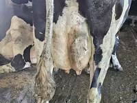 Kuh, Holstein-Rasse — Foto 6