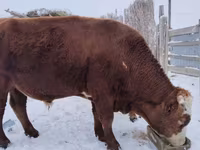 Bull, Swiss cattle — photo 3