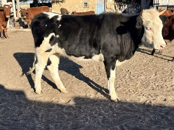 Vaca, Russian Black pied cattle