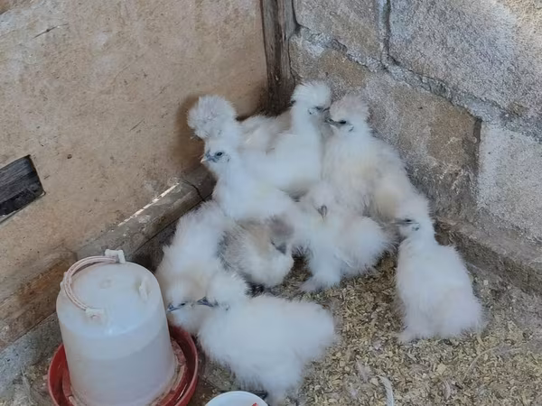 Seidenhuhn