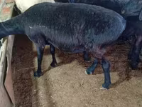 母羊, Hissar sheep — 照片 1