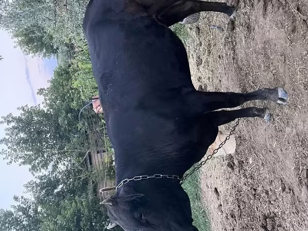 Сиыр, Ірі қара