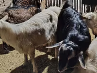 Ziegenbock, Alpine goat — Foto 2