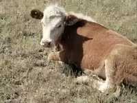 Vaca, Cabeza Blanca Ucraniana — foto 1
