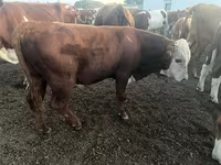 ثور, Simmental cattle — الصورة 3