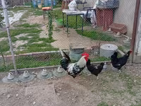 Chickens — photo 3