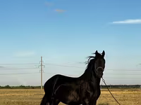 Stute, Friesian — Foto 2