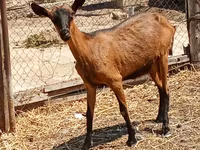 Ешкі, Alpine goat — 1-сурет