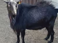 Ziege, Alpine goat — Foto 2