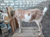 Cabra, Saanen goat — foto 6