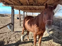 Caballo, Caballos — foto 3