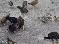 Chickens — Foto 1