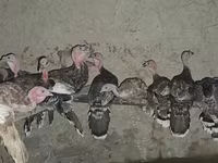 Turkeys — photo 3