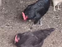 Chickens — الصورة 1