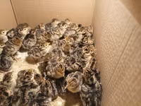 Turkeys — الصورة 2