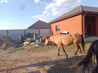 Caballo, Kazakh horse — foto 6