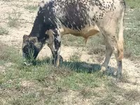 ثور, الماشية — الصورة 3