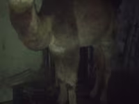 جمل, Kazakh Bactrian camel — الصورة 2