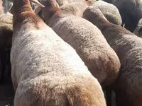 Ziegenbock, Beetal goats — Foto 3