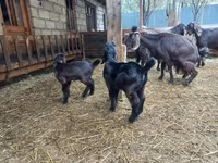 Ziege, Damask goat — Foto 6
