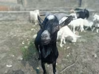 Ziegenbock, Ziegen — Foto 3