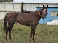 Caballo, Arabian horse — foto 2