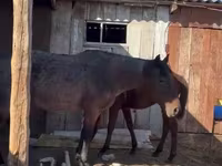 母马, Horses — 照片 2
