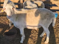 كبش, Assaf sheep — الصورة 2