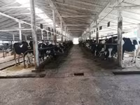 Сиыр, Swiss cattle — 1-сурет