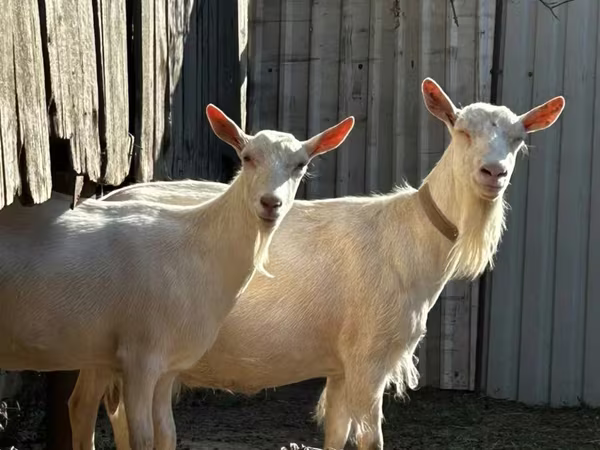 Ziege, Saanen goat