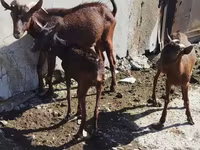 Goat, Goats — photo 4