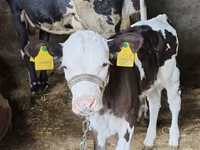 Sigir, Russian Black pied cattle — 4-rasm