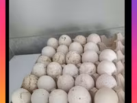 Turkeys — Foto 1
