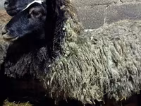 母羊, Romanov sheep — 照片 5