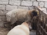 Widder, Blackheaded Persian sheep — Foto 1