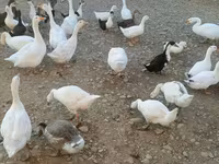 Ducks — 1-сурет