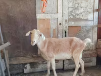 Ziege, Saanen goat — Foto 6