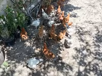 Chickens — 5-rasm