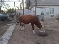 母牛, Latvian Blue cattle — 照片 5