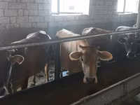 Vaca, Ganado vacuno — foto 2