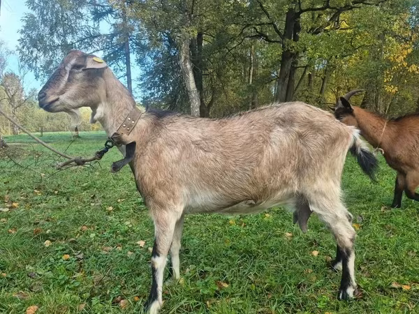 Cabra, Alpine goat