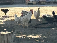 Turkeys — 4-сурет